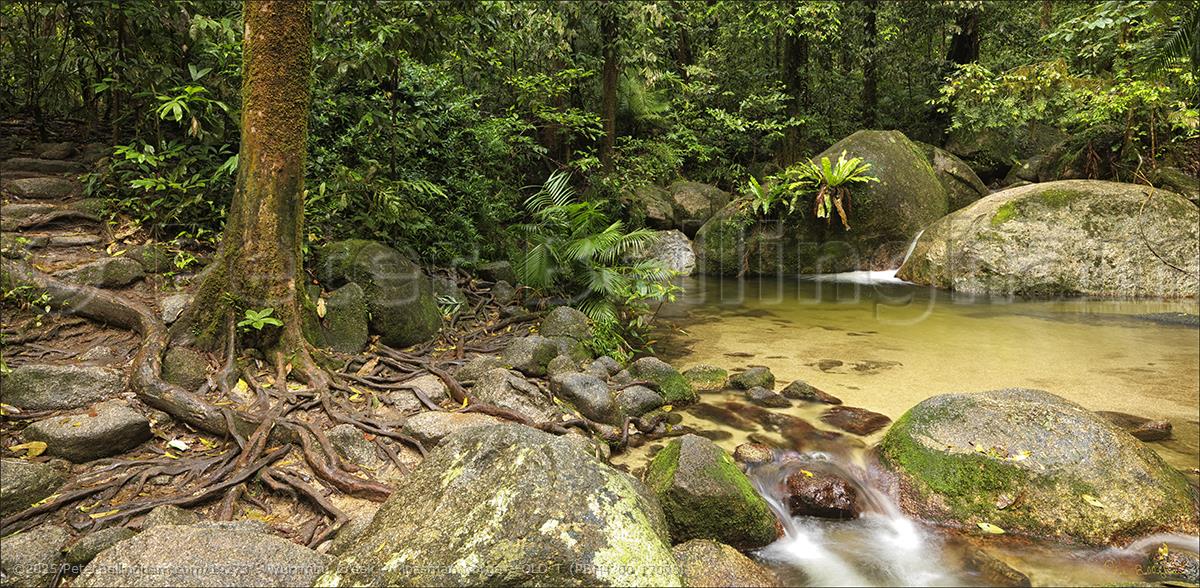 Peter Bellingham Photography Wurrmbu Creek - Mossman Gorge - QLD T (PBH4 00 17008)